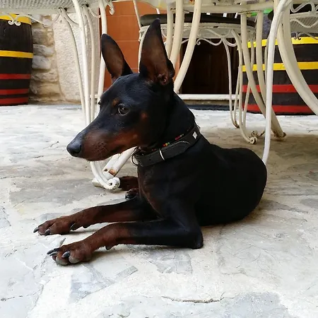 Al Merlo Olivo, Rural Istrian House Oda ve Kahvaltı 3*