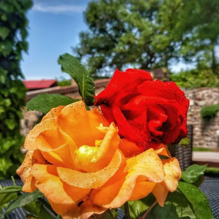 Al Merlo Olivo, Rural Istrian House Bed & Breakfast Buje